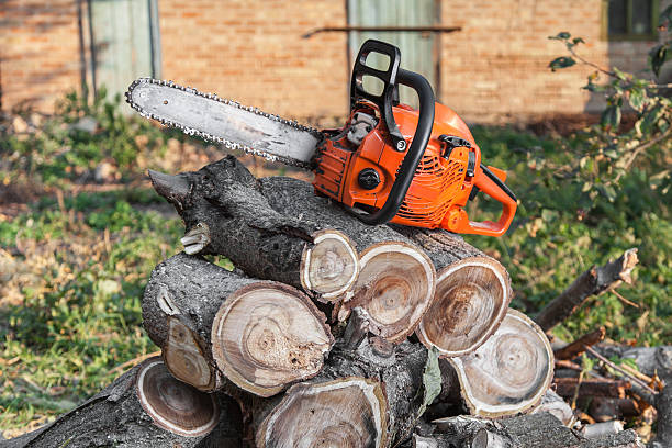 Trusted Maysville, OK Tree Service Experts